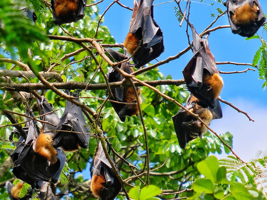 Dilshan Tours In Sri Lanka-尼甘布必去景点