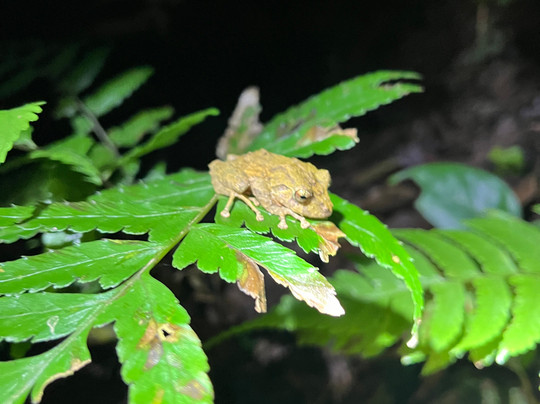 Finca Lantana Monteverde-彭塔雷纳斯必去景点