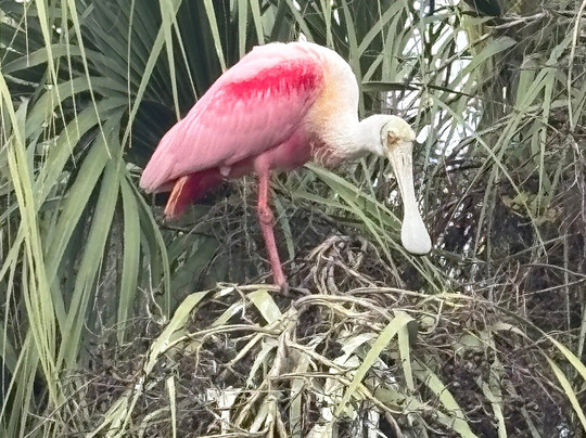 St. Augustine Alligator Farm Zoological Park-圣奥古斯丁必去景点