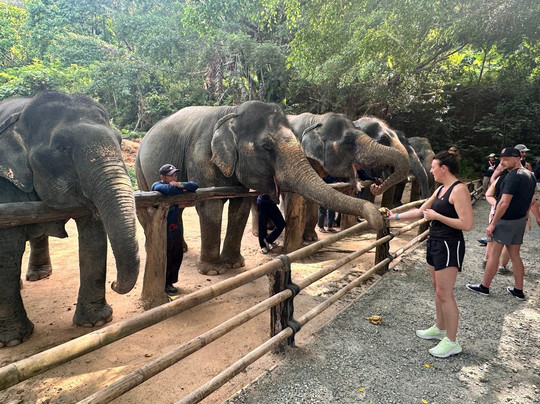 Hidden Forest Elephant Reserve-查龙必去景点
