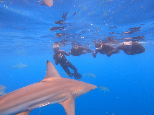 Shark Cage Diving-德班必去景点