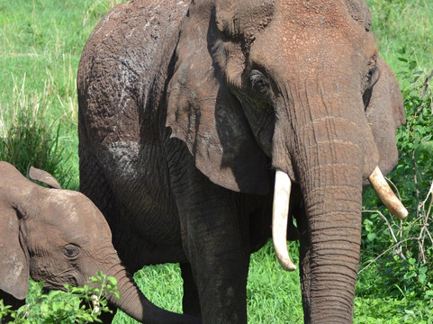 Cubs Expeditions Limited-阿鲁沙必去景点