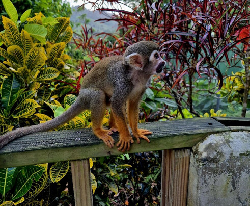 Monkeyland-Higuey必去景点