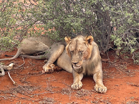 Safari In Kenya Con Matteo-瓦塔木必去景点