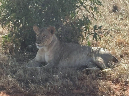 Abdull Safari Kenya-瓦塔木必去景点