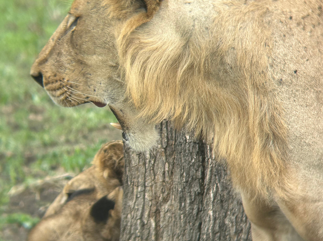 Marmara Holidays-Dar es Salaam必去景点