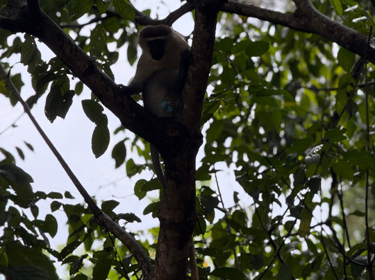 Kigezi Vima Safaris-Kibale National Park必去景点