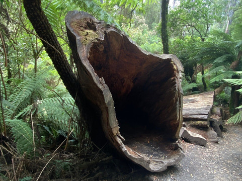 梅茨雷斯特热带雨林-阿波罗湾必去景点