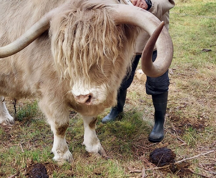 Highland Getaway-Ranelagh必去景点