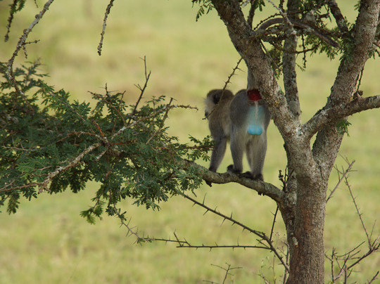 Gorillas and Wildlife Safaris-布恩迪难以穿越的国家公园必去景点