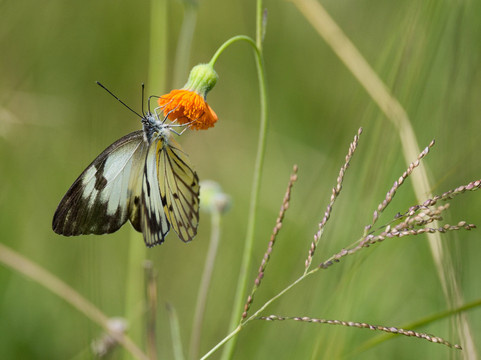 Native Africa Tours-坎帕拉必去景点