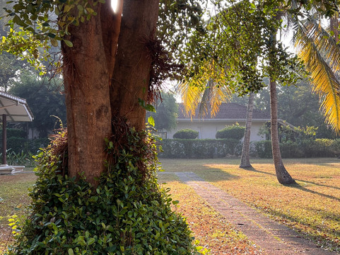 塔玛林德树酒店主图