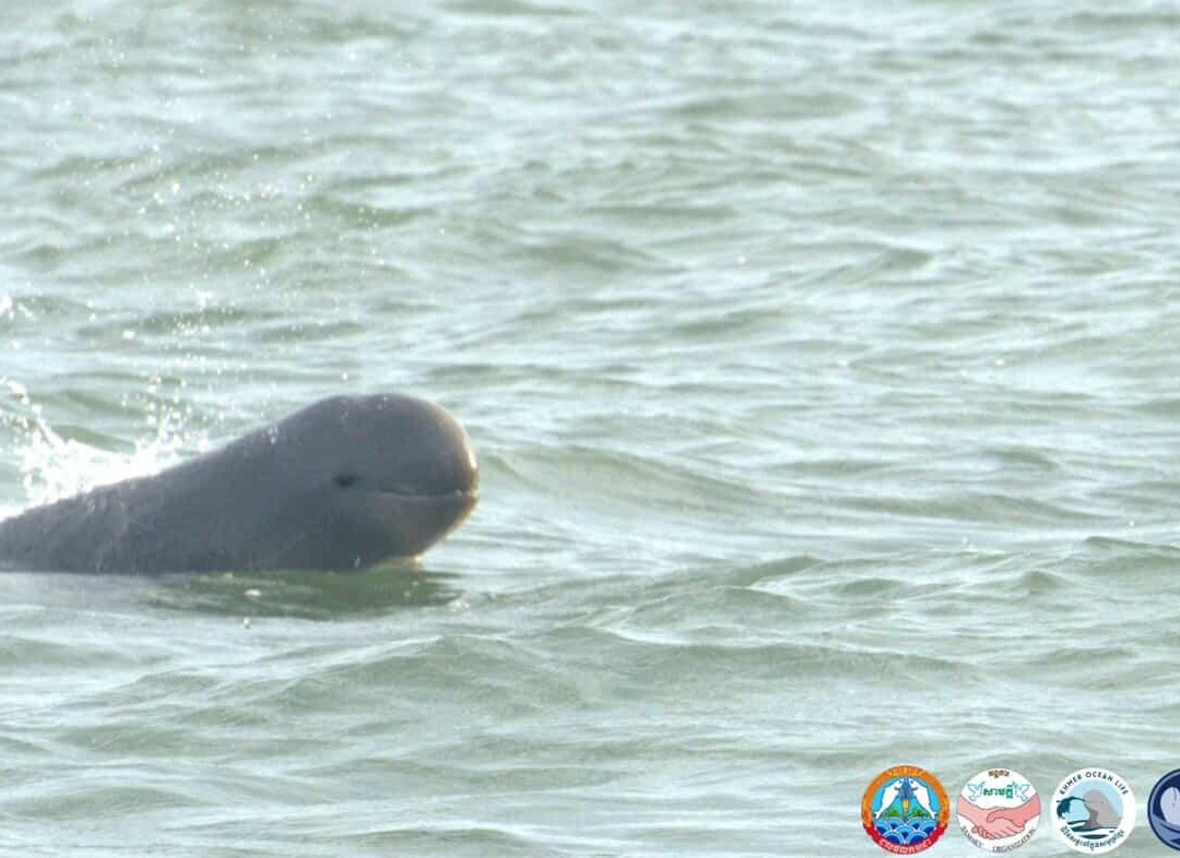 Kampot Dolphin Ecotours | កំពតដូលហ្វីនអេកូធួរ-贡布必去景点