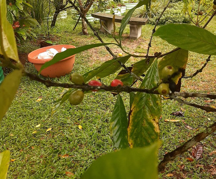 Kaz À Vanille-La Trinite必去景点