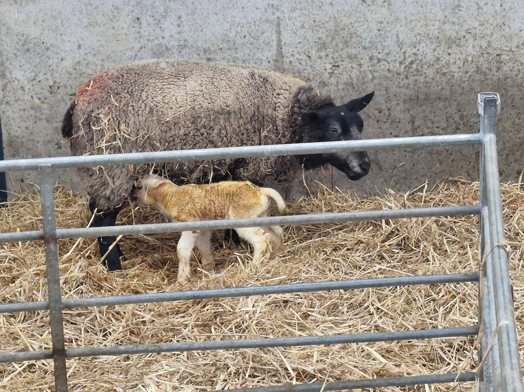 Whitehouse Farm Centre-莫佩思必去景点