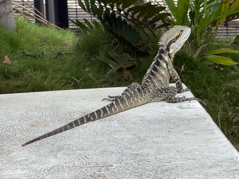 Local Sauce Tours-布里斯班必去景点