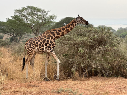 Ngoni Safaris Uganda-坎帕拉必去景点