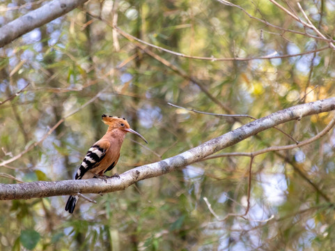Khaoyai Jungle Tour and Photographer by Guide Jay-北冲县必去景点