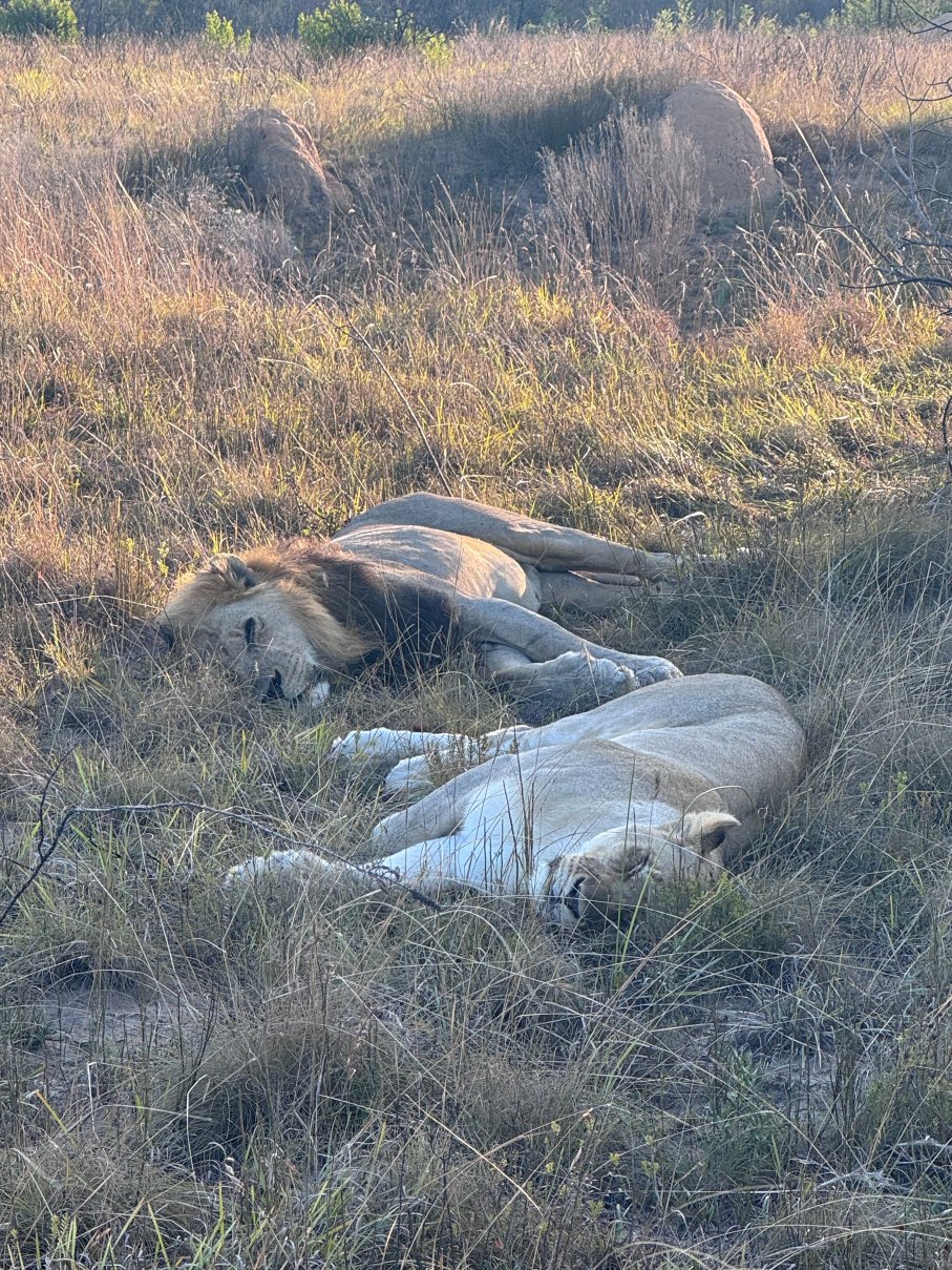 西布亚禁猎区旅舍-官方