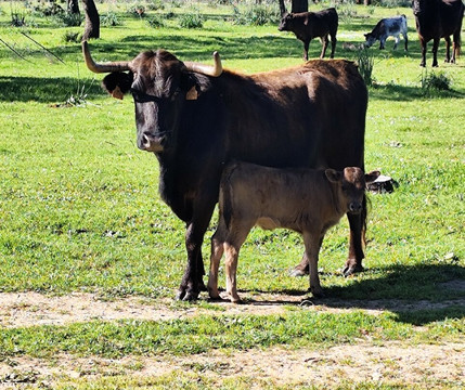 Les Visites du Campo Bravo-塞维利亚必去景点