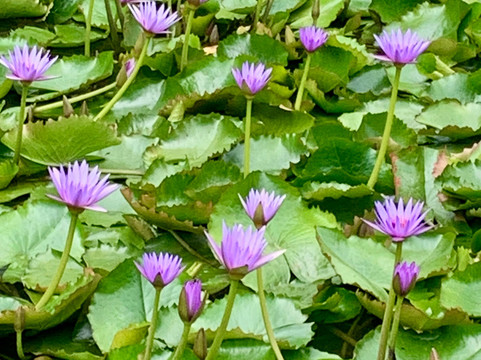 The Secret Waterfall Gardens-Patumahoe必去景点