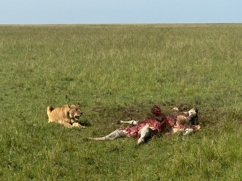 Journeys Beyond Africa-内罗毕必去景点