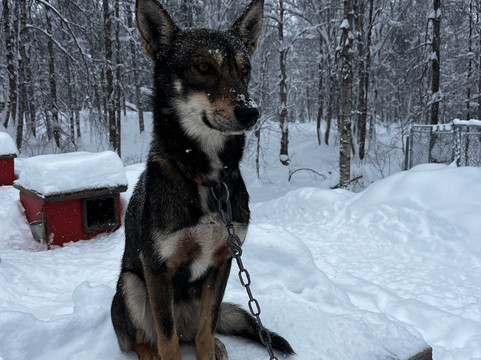 Snowhook Adventure Guides of Alaska-Willow必去景点