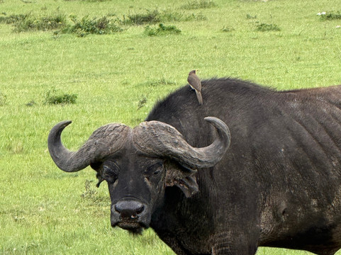 JungleRoam Safaris (Kenya)-内罗毕必去景点