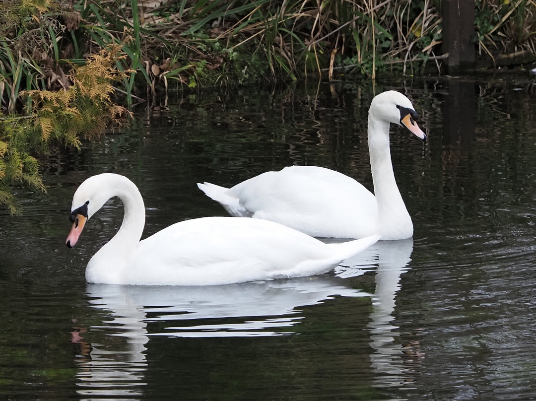 Gooderstone Water Gardens & Nature Trails-金斯林必去景点