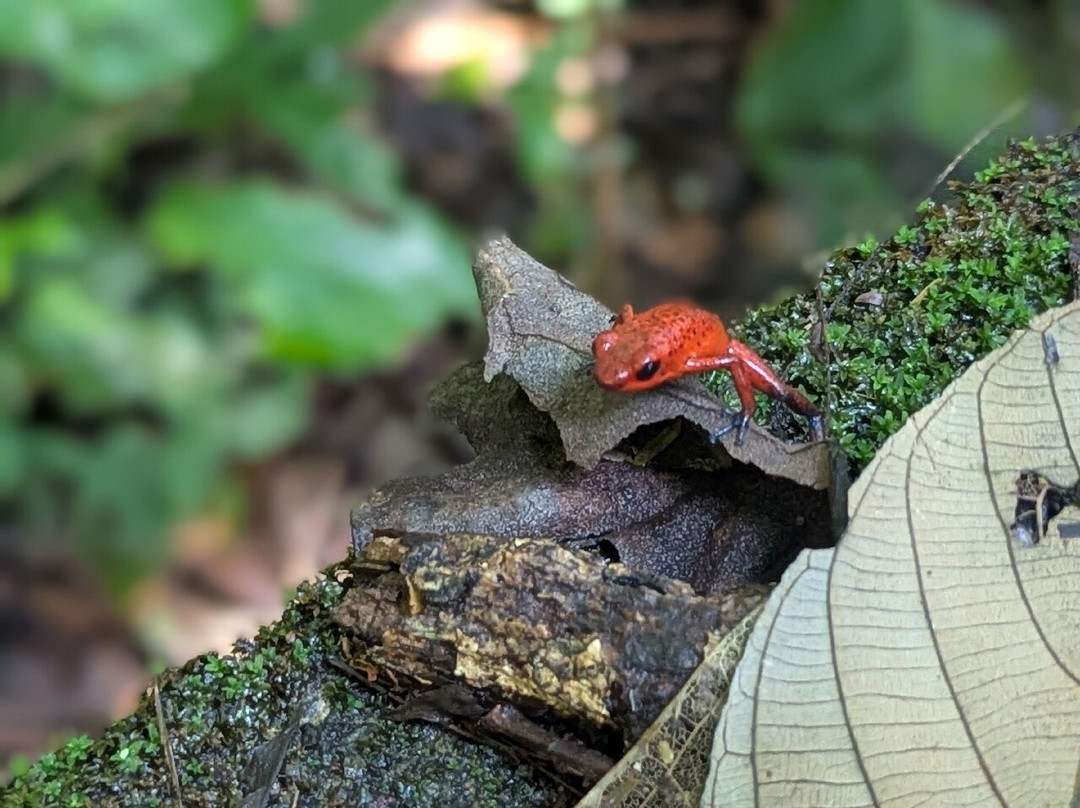 Sendero Cerro Tortuguero-托图杰多必去景点