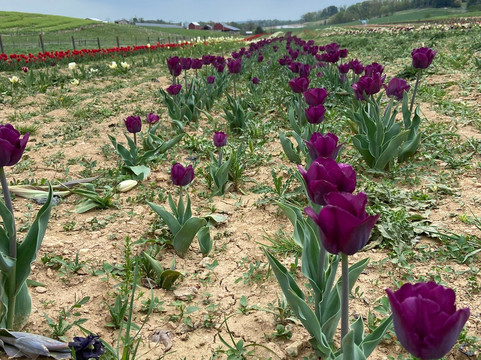 Local Homestead Products-New Windsor必去景点