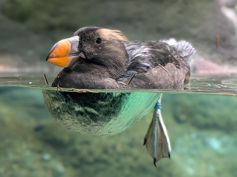 Point Defiance Zoo & Aquarium-塔科马必去景点