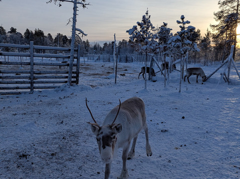 Reindeer Farm Renniina Inari-伊纳里必去景点