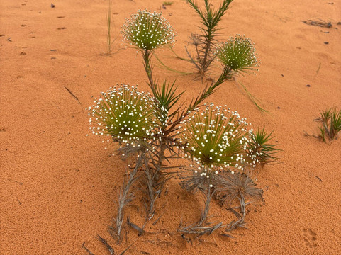 Cerrado Rupestre-Palmas必去景点