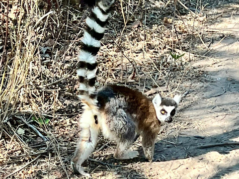 Wild-madagascar-tours