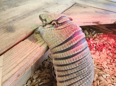 东南植物乐园-冲绳市必去景点