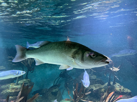 Aquarium de Vendée-Talmont Saint Hilaire必去景点