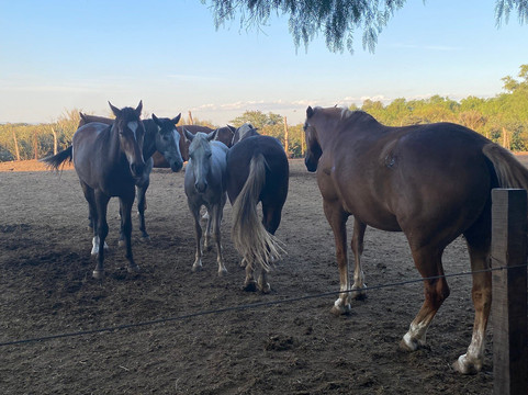 Rancho El Jarillal-门多萨必去景点
