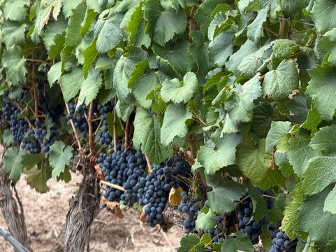 Altieri Wines - Vinorum-路冉得库约必去景点