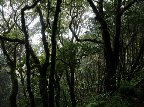 Las Montanas de Anaga-特纳里夫必去景点