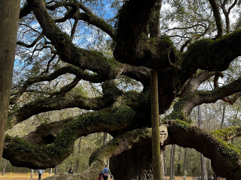 Angel Oak Tree-Johns Island必去景点