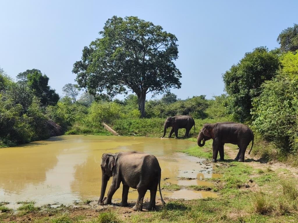 Chauffeur Sri Lanka by Dohansa Lanka Tours-尼甘布必去景点