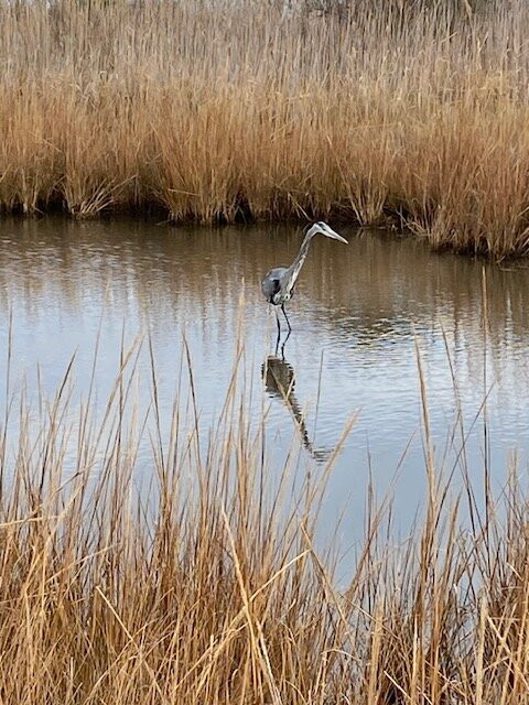 Cape Henlopen State Park-刘易斯必去景点