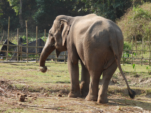 Elephant Peace Project-清莱必去景点