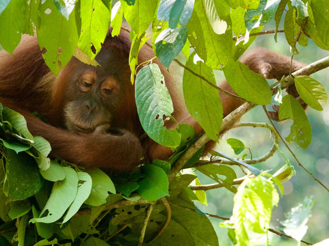 Bukit Lawang Travel-武吉拉旺必去景点