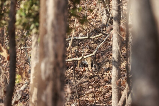 Sterling Padam Pench主图