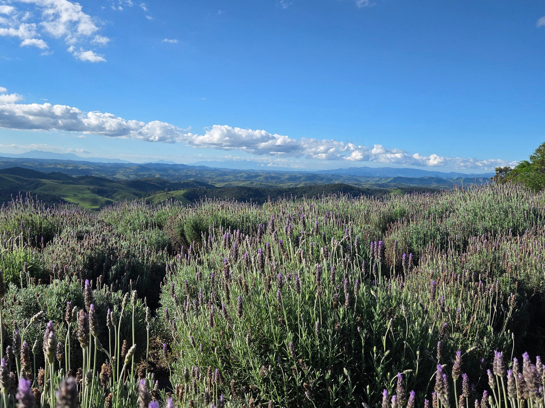 Lavandario-Cunha必去景点