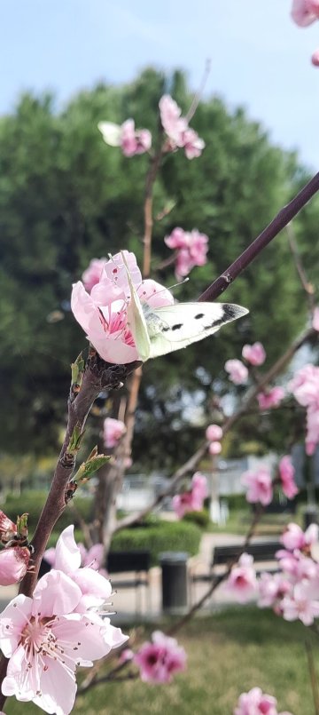 嘉夏尔第养生酒店-官方