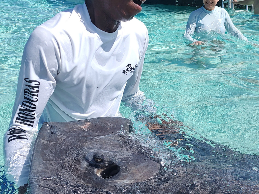 Captain Marvin's Watersports Ltd.-普罗维登西亚莱斯必去景点