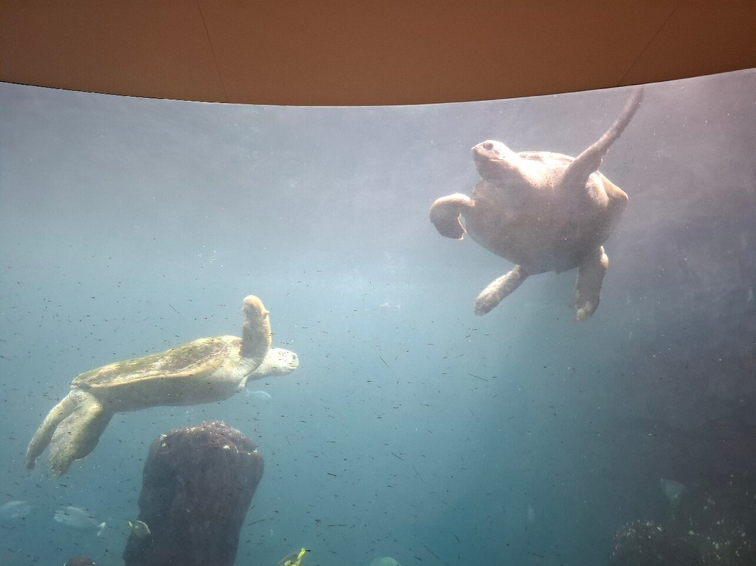 Wildlands Adventure Zoo Emmen-Emmen必去景点